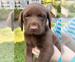 Medium Labrador Retriever