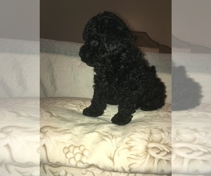 Maltipoo Puppy for sale in CANTON, GA, USA