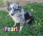 Small Photo #1 Miniature Australian Shepherd Puppy For Sale in jasper, AR, USA