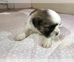 Small Photo #6 Shih Tzu Puppy For Sale in ARDEN, NC, USA