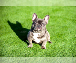 French Bulldog Puppy for sale in HERCULES, CA, USA