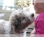 Small Photo #7 Labradoodle Puppy For Sale in COLORADO SPRINGS, CO, USA
