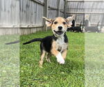 Small #3 Huskies -Labrador Retriever Mix