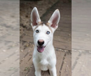 Siberian Husky Dogs for adoption in Matawan, NJ, USA