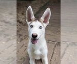 Small Siberian Husky