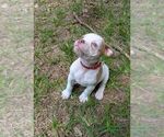 Small #8 Olde English Bulldogge