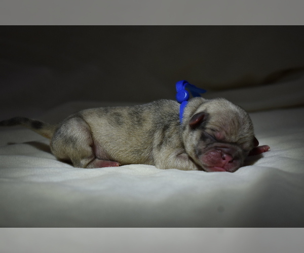 Medium Photo #1 Pug Puppy For Sale in PALM COAST, FL, USA