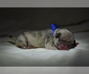Pug Puppy for sale in PALM COAST, FL, USA