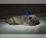 Small Pug