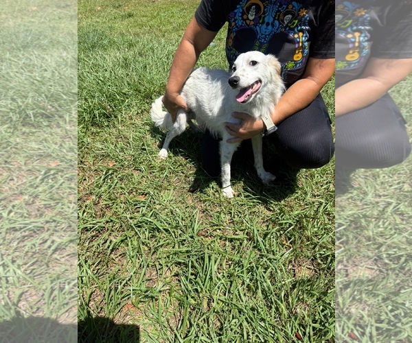 Medium Photo #4 Jack Russell Terrier-Unknown Mix Puppy For Sale in Virginia Beach, VA, USA