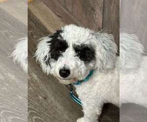 Poodle (Toy) Dogs for adoption in Fort Wayne, IN, USA