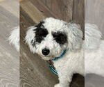 Small Poodle (Toy)