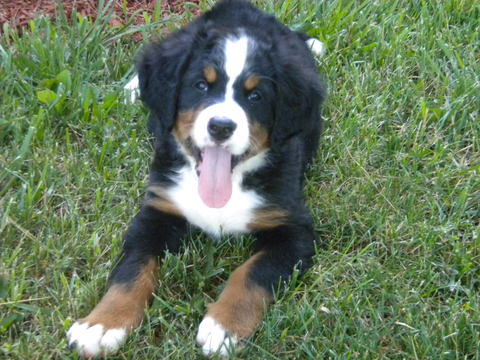 Medium Photo #1 Bernese Mountain Dog Puppy For Sale in ENON, OH, USA
