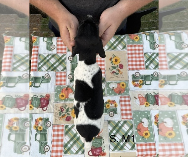 Medium Photo #6 German Shorthaired Pointer Puppy For Sale in ARGONNE, WI, USA