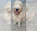Small #4 Labradoodle
