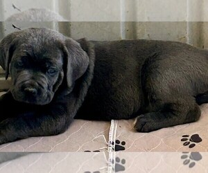Cane Corso Puppy for sale in STREATOR, IL, USA