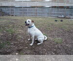 Small #4 Boxer Mix