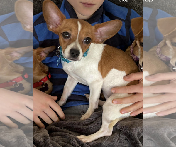 Medium Photo #2 Jack Chi Puppy For Sale in Spring Lake, NC, USA