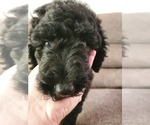 Small Photo #2 Goldendoodle Puppy For Sale in AURORA, MO, USA