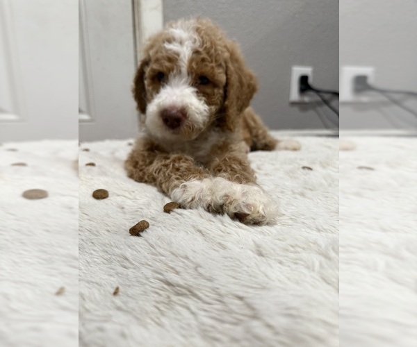 Medium Photo #4 Goldendoodle-Poodle (Standard) Mix Puppy For Sale in SACRAMENTO, CA, USA