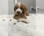 Small #3 Goldendoodle-Poodle (Standard) Mix