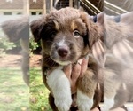Small Photo #7 Miniature Australian Shepherd Puppy For Sale in LAGRANGE, GA, USA