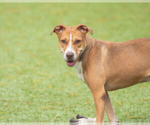 Brunswick - Male Mutt Dog for Adoption - Photo #4