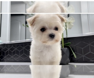 Maltese-Morkie Mix Puppy for Sale in SANTA MARIA, California USA