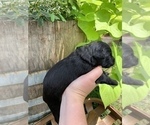 Small Photo #4 Aussiedoodle Miniature  Puppy For Sale in UNIONVILLE, IA, USA