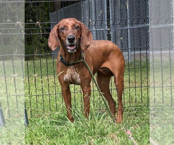 Medium Photo #2 Coonhound Puppy For Sale in Virginia Beach, VA, USA