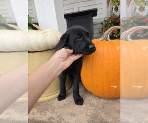Labrador Retriever Puppy for sale in APPOMATTOX, VA, USA