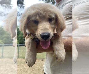 Golden Retriever Puppy for sale in COCHRAN, GA, USA
