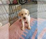 Small Photo #14 Labrador Retriever Puppy For Sale in WATERFORD, WI, USA