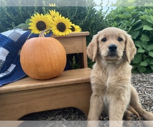 Goldendoodle Puppy for Sale in UNION SPRINGS, New York USA