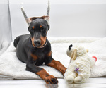 Small Doberman Pinscher