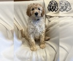 Puppy Puppy 3 Goldendoodle