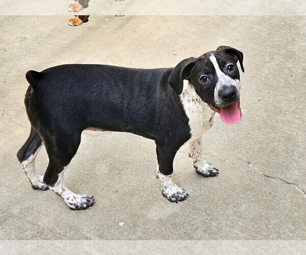 Medium Photo #2 Boglen Terrier Puppy For Sale in Chicago, IL, USA