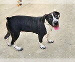 Small #1 Boglen Terrier