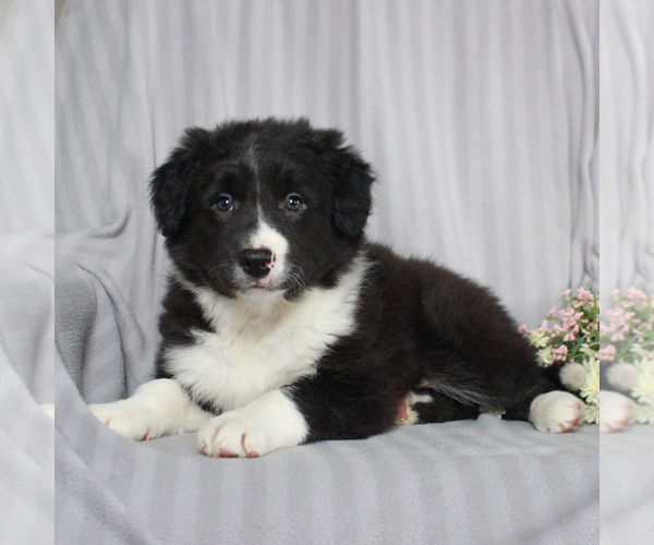 Medium Photo #3 Border Collie Puppy For Sale in HONEY BROOK, PA, USA