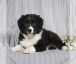 Small Photo #3 Border Collie Puppy For Sale in HONEY BROOK, PA, USA