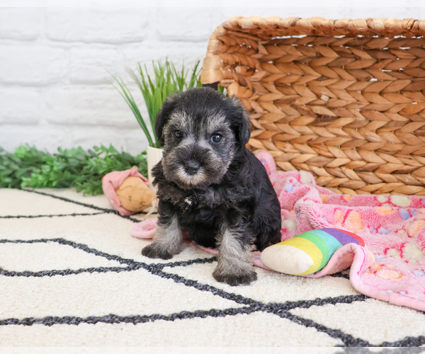 Medium Photo #4 Schnauzer (Miniature) Puppy For Sale in SYRACUSE, IN, USA