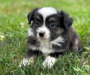 Miniature Australian Shepherd Puppy for sale in PERU, NE, USA