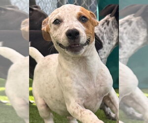 Mutt Dogs for adoption in Texas City, TX, USA