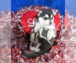 Small Photo #3 Alaskan Klee Kai Puppy For Sale in NORWOOD, MO, USA