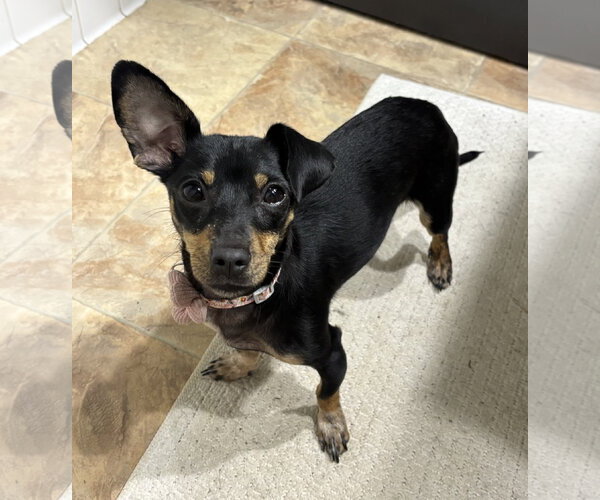 Medium Photo #1 Chiweenie Puppy For Sale in St. Louis Park, MN, USA
