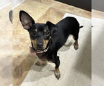 Small Chiweenie