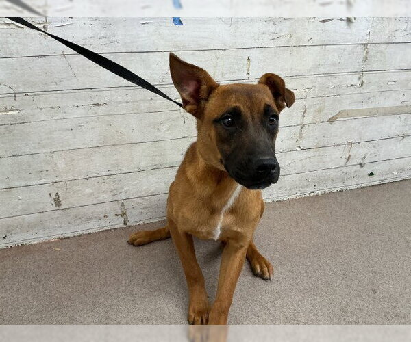 Medium Photo #1 Akita-German Shepherd Dog Mix Puppy For Sale in San Bernardino, CA, USA