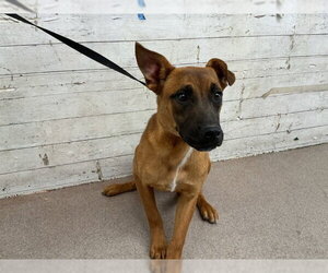 Akita-German Shepherd Dog Mix Dogs for adoption in San Bernardino, CA, USA