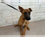 Small Akita-German Shepherd Dog Mix