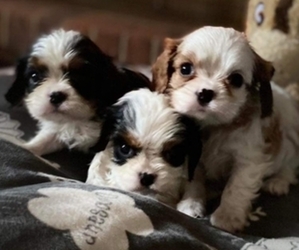 Cavalier King Charles Spaniel Puppy for sale in HICKORY, NC, USA